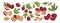 Set of realistic ripe tropical fruits half and slices vector illustration. Colored graphic hand drawn passion fruit