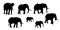 Set of realistic silhouettes of adult and young elephant. Isolated on white background, vector