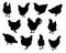 Set of realistic silhouettes hens and chickens -