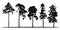 Set of realistic vector silhouettes of coniferous trees - isolated