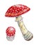 Set of red fly agarics, watercolor