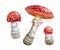 Set of red fly agarics, watercolor