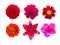 Set of red garden flowers isolated. marigold, Dahlir . Lily and