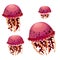 Set of red jellyfish isolated on a white background. Vector cartoon close-up illustration.