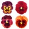 Set of red pansy