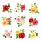 Set of red, pink, white, yellow and orange roses. Vector illustration.