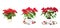 Set of red Poinsettia isolated images