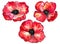 Set of red poppies. Colorful flowers. Watercolor hand drawn illustration isolated on white background