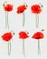 Set of a red poppies flowers on transparent background.