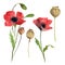 Set of red poppy flowers, leaves and poppy head