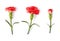 Set of red realistic carnation with shadow isolated on white. Decorative flower with leaves, design element.