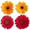 Set of red and yellow gerbera