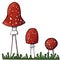 Set of redcap fly agarics on grass.