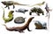 Set of reptiles isolated