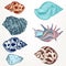 Set of retro seashells in vintage hand drawn style for design