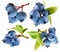 Set of ripe blueberries bunches with green leaves on white background