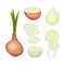 Set of ripe onions. Vector illustration on white background.