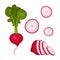 Set of ripe radishes. Vector illustration on white background.