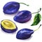 Set of ripe sweet blue plums, whole plum with green leaf and half, fruit , vegetarian food, hand drawn