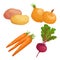 Set of root vegetables. Potato, onion, carrot groups and beet with greens. Cartoon simple design vector illustrations. Fresh farm