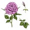 Set with rose flower, bud, leaves and stems isolated on white background. Botanical illustration