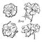 Set of rose flower stickers