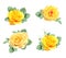 Set of rose with yellow flowers and green leaf