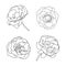 Set of roses, hand drawn illustration in vecor. Sketches, line art