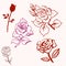 set of roses, pattern of roses, illustrations rose pattern with pink background.