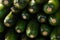 Set row of zucchini green fresh mature vegetables long fruits green dark end stack ingredient stew background backing