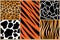 Set safari jungle animal fur stripe animals bengal tiger giraffe texture pattern white black orange