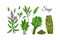 Set of sage design elements. Hand drawn greens and leaf vegetables. Vector illustration in colored sketch style