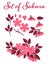 Set of sakura buds or cherry blossom, leaf and branches on white background and example