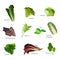 Set of salad greens. Leafy vegetables salad icons. Vector