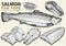 Set salmon vector illustration. Fillet, steak and fish