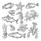 Set sea animal. Lobster, cuttlefish, crab, shrimp, fish tilapia, dorado, tuna, salmon. Vector engraving