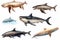 set of sea big fishes in flat style. Various cartoon fish, sharks, whales, dolphins