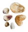 Set of sea conch mollusc.