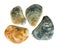 Set of sea conch mollusc.isolated