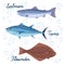 Set of sea fish. Vector isolated icons of fish. Salmon, tuna and flat fish.
