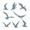 Set of sea gulls on a white background in a realistic style.