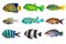 Set of sea nr.3- reef fish on white background