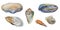 Set of sea shells of Black and tropical seas: open and closed mussels, mya arenaria, Lettered Cone Shell as Conus litteratus,