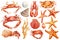 set of sea shells, crab, starfish, lobster on an isolated white background, Watercolor hand drawing illustration
