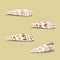 Set of sea shells vector illustration, isolate marine life