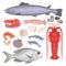 Set of seafood in cartoon style: fish, lobster, shrimp, squid, mussels, scallops
