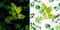 Set of seamless pattern from ink stamps of different leaves on white and black backgrounds