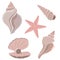 Set of seashells. Seashells isolated on white background. Starfish, pearl, river and sea molluscs. Vector illustration