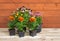 Set of seedlings of pansy flowers, marigolds and osteospermum on aged wooden table. Selective focus