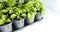 A set of seedlings in plastic pots in the photo with a top view. Young seedlings of pelargonium or geranium, petunia and lobelia